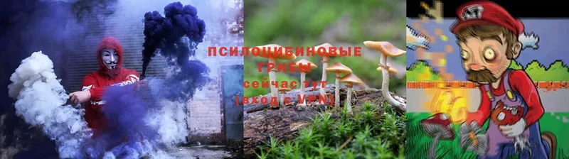 цена   Котельниково  Псилоцибиновые грибы Cubensis 